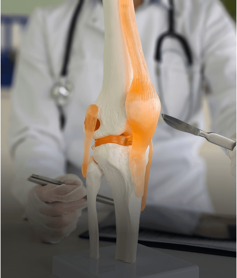 Doctor pointing at knee joint model